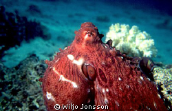 Octopus at Aqaba Bay in the Red Sea
 by Wiljo Jonsson 